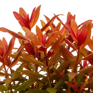 Ludwigia - Ludwigia &ndash; kolorowe ro�liny �odygowe do akwari&oacute;w
Ludwigia to rodzaj oko�o 82 gatunk&oacute;w wodnych i bagiennych ro�lin z rodziny Onagraceae. Cenione s� w akwarystyce za szybki wzrost, r&oacute;�norodno�� form i jasne barwy &ndash; od zieleni przez z�oto a� po czerwienie. Dosk...