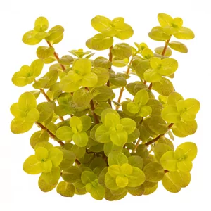 Lysimachia - Lysimachia &ndash; �ywy akcent koloru i struktury w tle akwarium
Lysimachia nummularia&nbsp;to powszechnie stosowana ro�lina �odygowa z rodziny pierwiosnkowatych (Primulaceae), naturalnie wyst�puj�ca w Europie i Azji. W akwariach zanurzonych ro�nie pionowo, tworz�c zwarte k�py o okr�g�ych ...