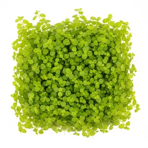 Micranthemum - Micranthemum &ndash; delikatny kauk Carpet plant do przedniego planu
Micranthemum to rodzaj niskich ro�lin �odygowych idealnych do tworzenia trawnika w akwariach. Najpopularniejsz� odmian� jest Micranthemum tweediei &lsquo;Monte Carlo&rsquo;, pochodz�ca z Argentyny, kt&oacute;ra...
