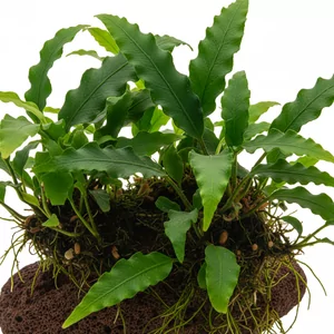 Microsorum - Microsorum &ndash; klasyczne paprotnice epifityczne do ka�dego akwarium
Microsorum pteropus, czyli popularna Java fern, to wytrzyma�a paprotnica epifityczna pochodz�ca z Azji Po�udniowo-Wschodniej. Ro�nie na korzeniach, ska�ach i kamieniach &ndash; nie sadzi si� jej w pod�o�u, poniewa� je...