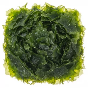 Monosolenium - Monosolenium &ndash; efektowny w�trobowiec do akwarium
Monosolenium tenerum to interesuj�ca ro�lina akwariowa z grupy w�trobowc&oacute;w, ceniona za sw&oacute;j nietypowy wygl�d i niewielkie wymagania piel�gnacyjne. Tworzy szerokie, intensywnie zielone plechy, kt&oacute;re rozrastaj� s...