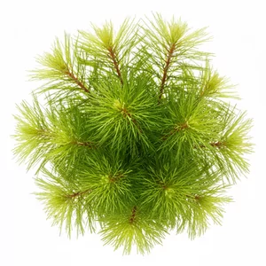 Myriophyllum - Myriophyllum &ndash; pierzaste �odygowe ro�liny ozdobne na t�oakwarium
Myriophyllum, czyli wyw�&oacute;cznik, to efektowna ro�lina �odygowa pochodz�ca z Ameryki Po�udniowej i Azji. Jej znakiem rozpoznawczym s� pierzaste, delikatne li�cie przypominaj�ce zielon� lub czerwon� &bdquo;mgie...