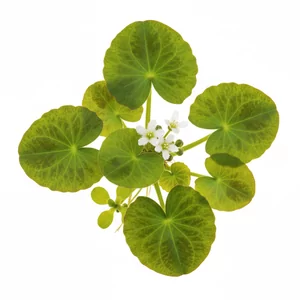Nymphoides - Nymphoides &ndash; ozdobne ro�liny o li�ciach p�ywaj�cych i podwodnych
Nymphoides to efektowny rodzaj ro�lin wodnych przypominaj�cych miniaturowe lilie. Wyr&oacute;�niaj� si� zaokr�glonymi, sercowatymi li��mi oraz delikatnymi kwiatami wyrastaj�cymi ponad tafl� wody. W akwariach ro�liny te wy...