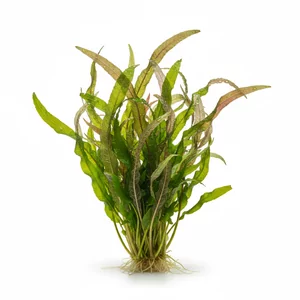 Pogostemon - Pogostemon &ndash; ozdobne ro�liny �odygowe do nowoczesnych aran�acji
Pogostemon to zr&oacute;�nicowany rodzaj ro�lin akwariowych obejmuj�cy zar&oacute;wno gatunki �odygowe, jak i epifityczne. Pochodz� g�&oacute;wnie z Azji, gdzie porastaj� podmok�e tereny i strumienie. W akwarystyce ci...