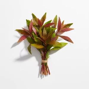 Polygonum - Polygonum &ndash; dekoracyjne ro�liny �odygowe o nietypowym ulistnieniu
Polygonum to rodzaj ro�lin �odygowych, kt&oacute;ry obejmuje kilka interesuj�cych gatunk&oacute;w akwariowych wykorzystywanych w aran�acjach typu high-tech i aquascapingowych. Cho� ro�liny te pochodz� g�&oacute;wnie z...