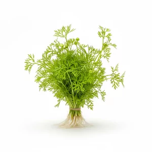 Ranunculus - Ranunculus &ndash; ozdobna ro�lina akwariowa o roz�o�ystych li�ciach i kompaktowym wzro�cie
Ranunculus inundatus to atrakcyjna ro�lina akwariowa pochodz�ca z Australii, nale��ca do rodziny jaskrowatych. Jej najwi�kszym atutem s� parasolkowate li�cie o charakterystycznym kszta�cie, osadzo...