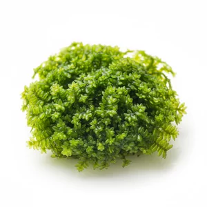 Riccardia - Riccardia &ndash; drobnolistny w�trobowiec o strukturze mikromchu
Riccardia chamedryfolia, znana tak�e jako Mini Pelia, to niezwykle dekoracyjny w�trobowiec o g�stej, koralopodobnej strukturze. Jej drobne, nieregularnie rozga��zione plechy tworz� zwarte k�py przypominaj�ce mikroskopijny mech....
