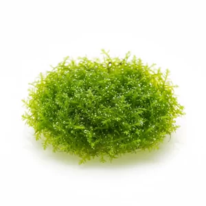 Riccia - Riccia &ndash; klasyczny w�trobowiec do aran�acji w stylu japo�skim
Riccia fluitans, czyli riccia p�ywaj�ca, to znany i ceniony w�trobowiec akwariowy, kt&oacute;ry zdoby� popularno�� dzi�ki pracom japo�skiego mistrza aquascapingu &ndash; Takashiego Amano. W naturalnej formie unosi si� swobodnie na powi...