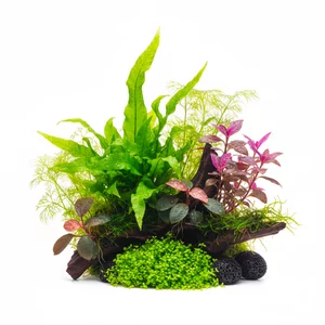 Ro�liny do paludarium/terrarium - Ro�liny do paludarium i terrarium to specjalna grupa gatunk�w, kt�re doskonale sprawdzaj� si� w �rodowiskach o podwy�szonej wilgotno�ci, ��cz�c walory ro�lin akwariowych z mo�liwo�ci� uprawy emersyjnej. Te uniwersalne ro�liny pozwalaj� tworzy� unikalne kompozycje akwariowe w ...