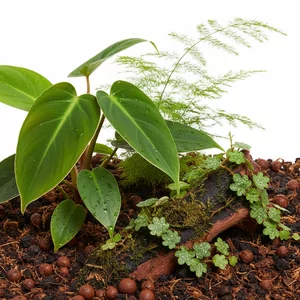 Ro�liny do paludarium - Ro�liny do paludarium to specjalna grupa gatunk�w przystosowanych do �ycia w �rodowisku p�wodnym, gdzie cz�� systemu korzeniowego znajduje si� w wodzie, a li�cie rozwijaj� si� powy�ej lustra wody. Te wyj�tkowe ro�liny pozwalaj� stworzy� naturalne przej�cie mi�dzy cz�ci� wodn� a l�dow� w pal...
