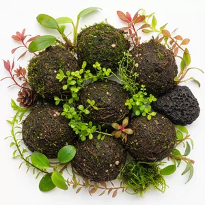 Ro�liny wspomagaj�ce - Ro�liny wspomagaj�ce to specjalna grupa gatunk�w przeznaczonych do uzupe�nienia kompozycji w paludarium, terrarium oraz projektach wabi-kusa. Te ro�liny pe�ni� funkcj� pomocnicz�, wype�niaj�c przestrzenie mi�dzy g��wnymi elementami aran�acji i tworz�c naturalne przej�cia mi�dzy r�nymi stref...