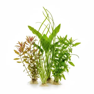 Ro�liny wysokie - Ro�liny wysokie to gatunki osi�gaj�ce znaczn� wysoko�� w akwarium, przeznaczone przede wszystkim do obsadzania t�a i bocznych �cian zbiornika. Tworz� naturalne, g�ste kulisy, kt�re nadaj� kompozycji akwariowej g��bi� i sprawiaj�, �e wystr�j akwarium wygl�da kompletnie i harmonijnie.

W tej grupi...