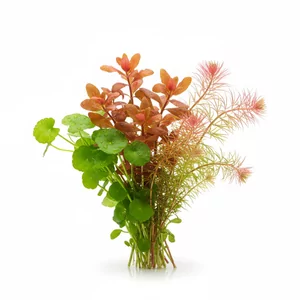Rotala - Rotala &ndash; kolorowe �odygowe ro�liny akwariowe do efektownych aran�acji
Rotala to popularny rodzaj ro�lin �odygowych z Azji i Ameryki P&oacute;�nocnej, doceniany w akwarystyce za zmienno�� barw i struktur�. Gatunki z tego rodzaju s� cz�sto stosowane w kompozycjach Dutch i nature, stanowi�c ef...