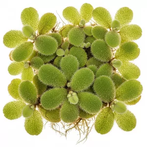 Salvinia - Salvinia &ndash; ozdobna ro�lina p�ywaj�ca do akwarium i oczka wodnego
Salvinia to rodzaj drobnych ro�lin p�ywaj�cych nale��cych do paproci wodnych. Charakteryzuje si� owalnymi, mi�kko ow�osionymi li��mi unosz�cymi si� na powierzchni wody oraz d�ugimi korzeniami zwisaj�cymi w d&oacute;�. Salvinia...