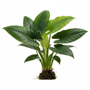 Schismatoglottis