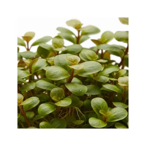 Staurogyne - Staurogyne &ndash; niska ro�lina �odygowa idealna na �rodkowy plan
Staurogyne repens to popularna, kompaktowa ro�lina �odygowa pochodz�ca z Ameryki Po�udniowej. Charakteryzuje si� zwartym pokrojem, jasnozielonymi, owalnymi li��mi i powolnym wzrostem, co czyni j� doskona�� ro�lin� na pierwsz...