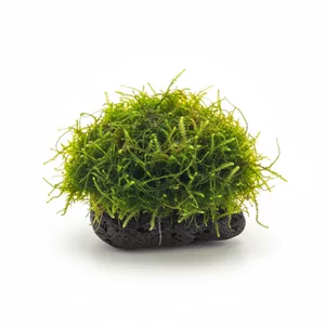Taxiphyllum1 - Taxiphyllum to rodzaj mch�w akwariowych wywodz�cych si� g��wnie z Azji, kt�ry od lat cieszy si� ogromn� popularno�ci� w�r�d akwaryst�w na ca�ym �wiecie. Ro�liny z tej grupy wyr�niaj� si� wyj�tkow� �atwo�ci� uprawy i wszechstronno�ci� zastosowa� w akwarium.

Mchy Taxiphyllum doskonale sprawdzaj� si� w wielu rolac...