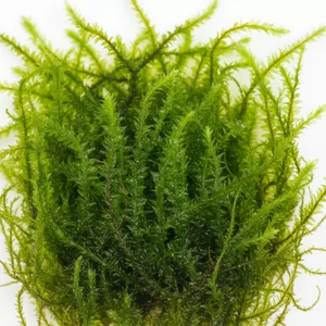 Taxiphyllum - Taxiphyllum to rodzaj mch�w akwariowych wywodz�cych si� g��wnie z Azji, ceniony przez akwaryst�w za �atwo�� uprawy i szerokie mo�liwo�ci dekoracyjne. Ro�liny z tej grupy nie wymagaj� mocnego o�wietlenia ani nawo�enia CO2, co czyni je idealnym wyborem zar�wno dla pocz�tkuj�cych, jak i zaawansowanych ho...