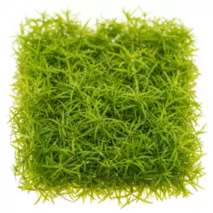 Utricularia