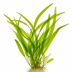 Vallisneria - Vallisneria, znana r�wnie� jako nurzaniec, to jedna z najpopularniejszych rodzin ro�lin akwariowych, ceniona za �atwo�� uprawy i efektowny wygl�d. Te wytrzyma�e ro�liny o d�ugich, wst�gowatych li�ciach doskonale sprawdzaj� si� zar�wno w akwariach pocz�tkuj�cych, jak i zaawansowanych kompozycjach a...