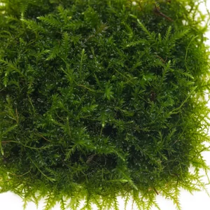 Vesicularia - Vesicularia to rodzaj akwariowych mch�w nale��cych do najpi�kniejszych i najcz�ciej wybieranych ro�lin do aranzacji akwarium. Te niezwykle dekoracyjne mchy charakteryzuj� si� unikalnym pokrojem i r�norodnymi kszta�tami, kt�re nadaj� ka�demu akwarium naturalny, le�ny charakter.

Najpopularniejszymi ...
