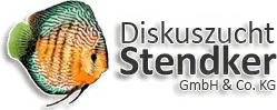 Stendker - logo producenta Stendker - logo producenta