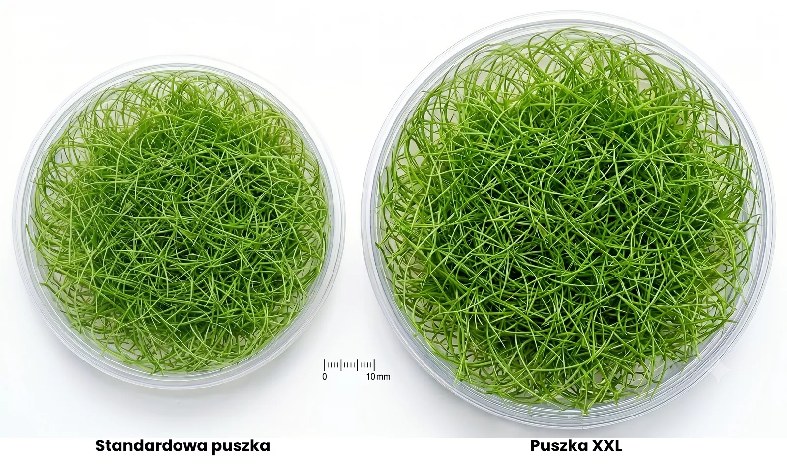 rosliny-akwariowe-in-vitro-7-10cm