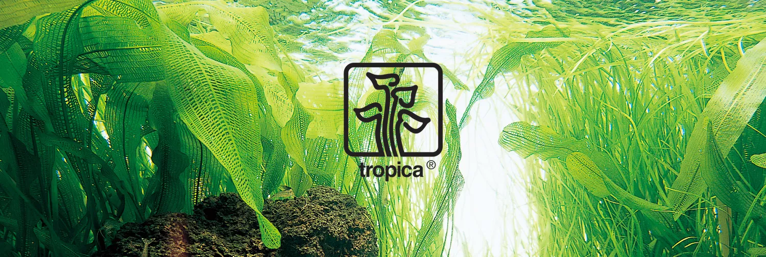 Ro�liny akwariowe Tropica