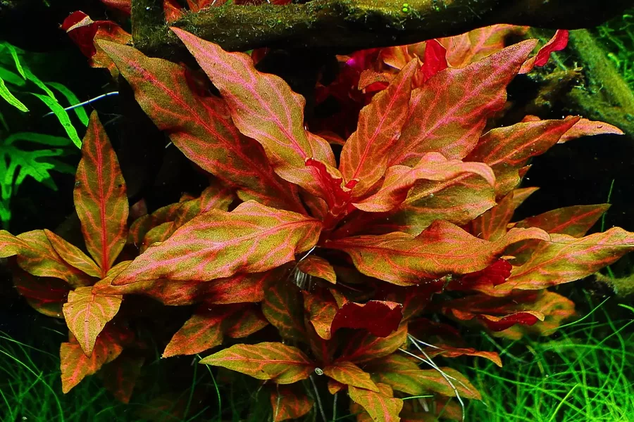 Alternanthera red ruby