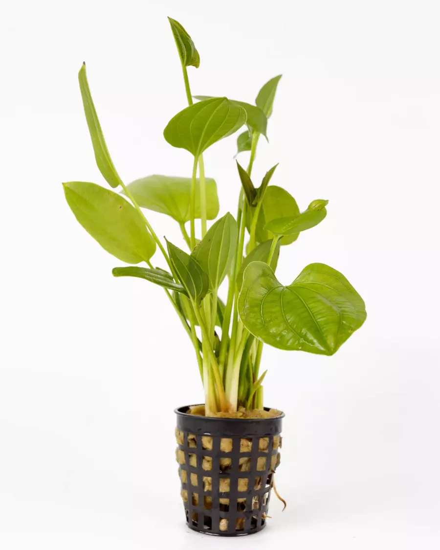 Echinodorus macrophyllus - �abienica wielkolistna