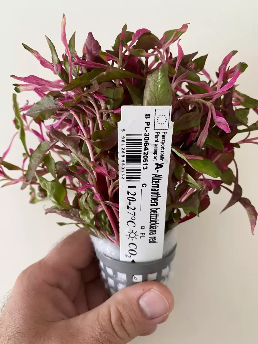 Alternanthera Bettzickiana red - ro�lina akwariowe