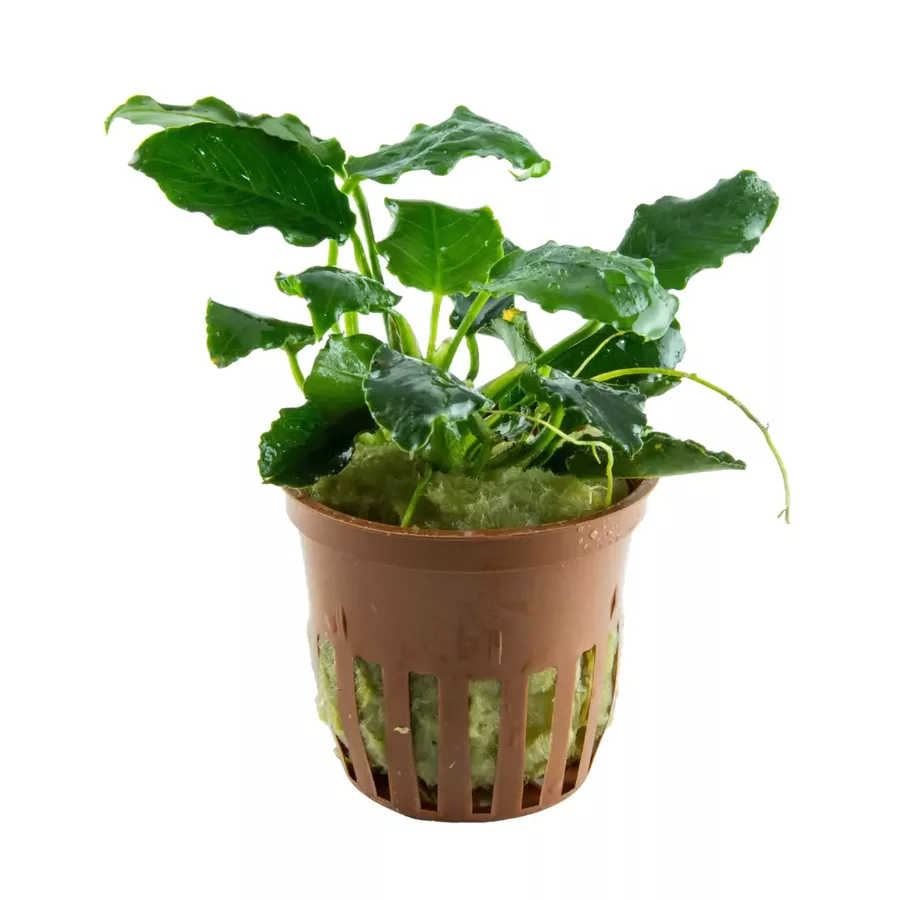 Anubias karbowany