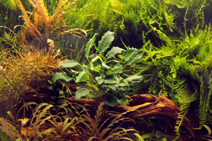 Anubias barteri kirin