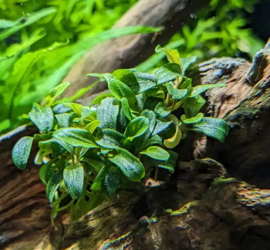 Bucephalandra sp. needle leaf ro�liny akwariowe