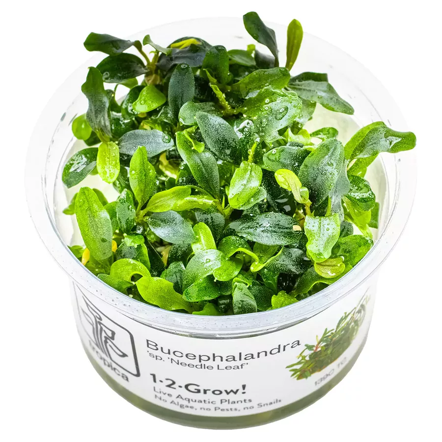 Bucephalandra needle leaf