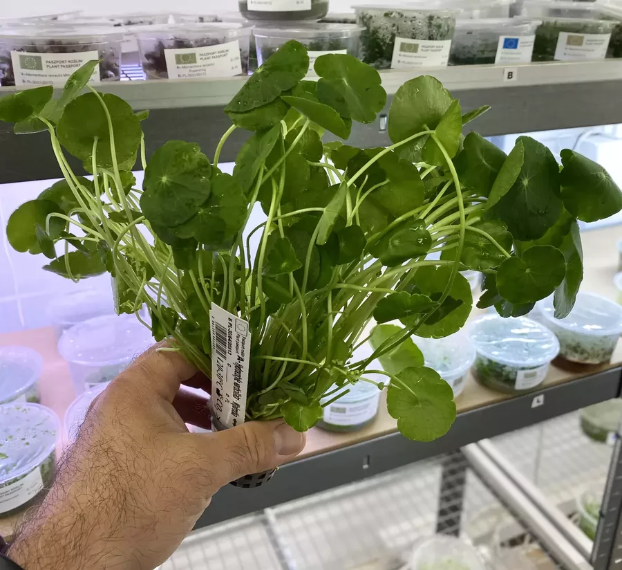 Hydrocotyle verticillata