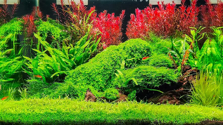 Rotala blood red