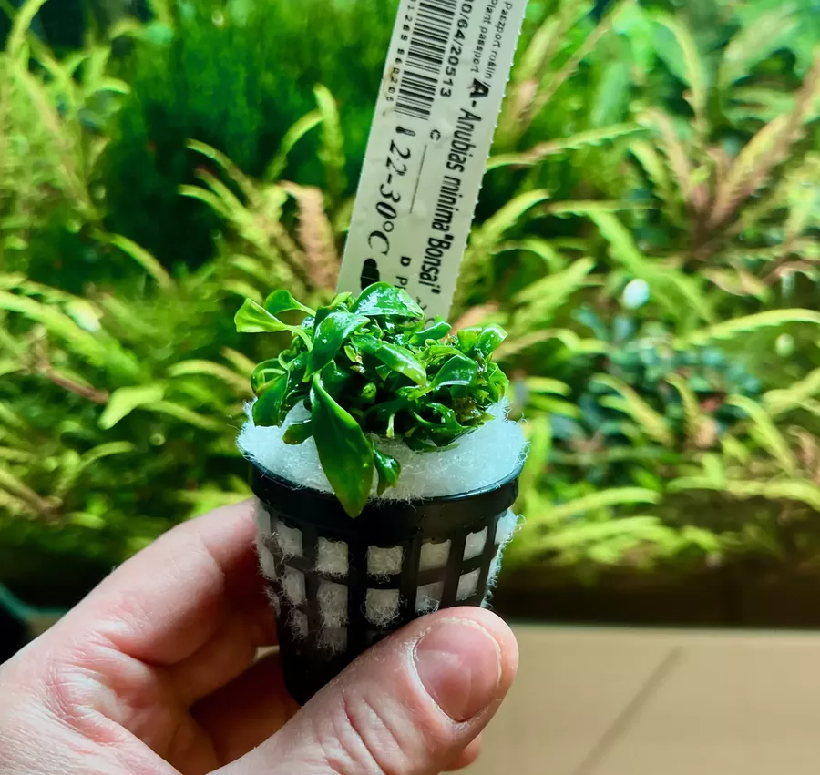 Anubias minima bonsae - przyk�ad koszyk