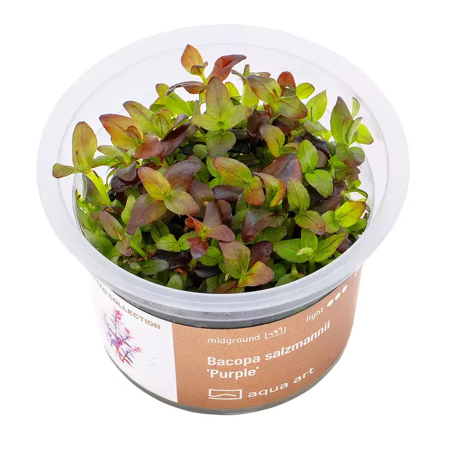 Bacopa salzmannii Purple - przyk�ad puszki in-vitro w sklepie ro�liny akwariowe