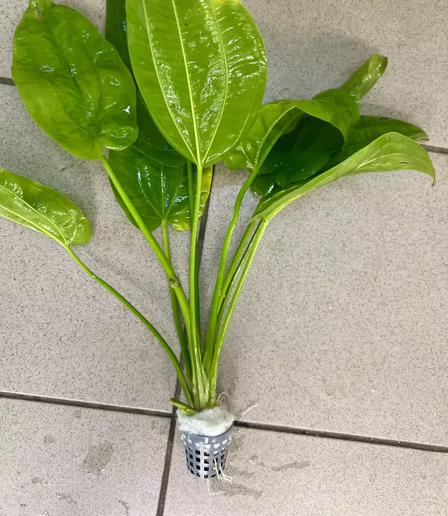 Echinodorus horizontalis (�abienica pozioma) - ro�lina akwariowa na �rodek akwarium
