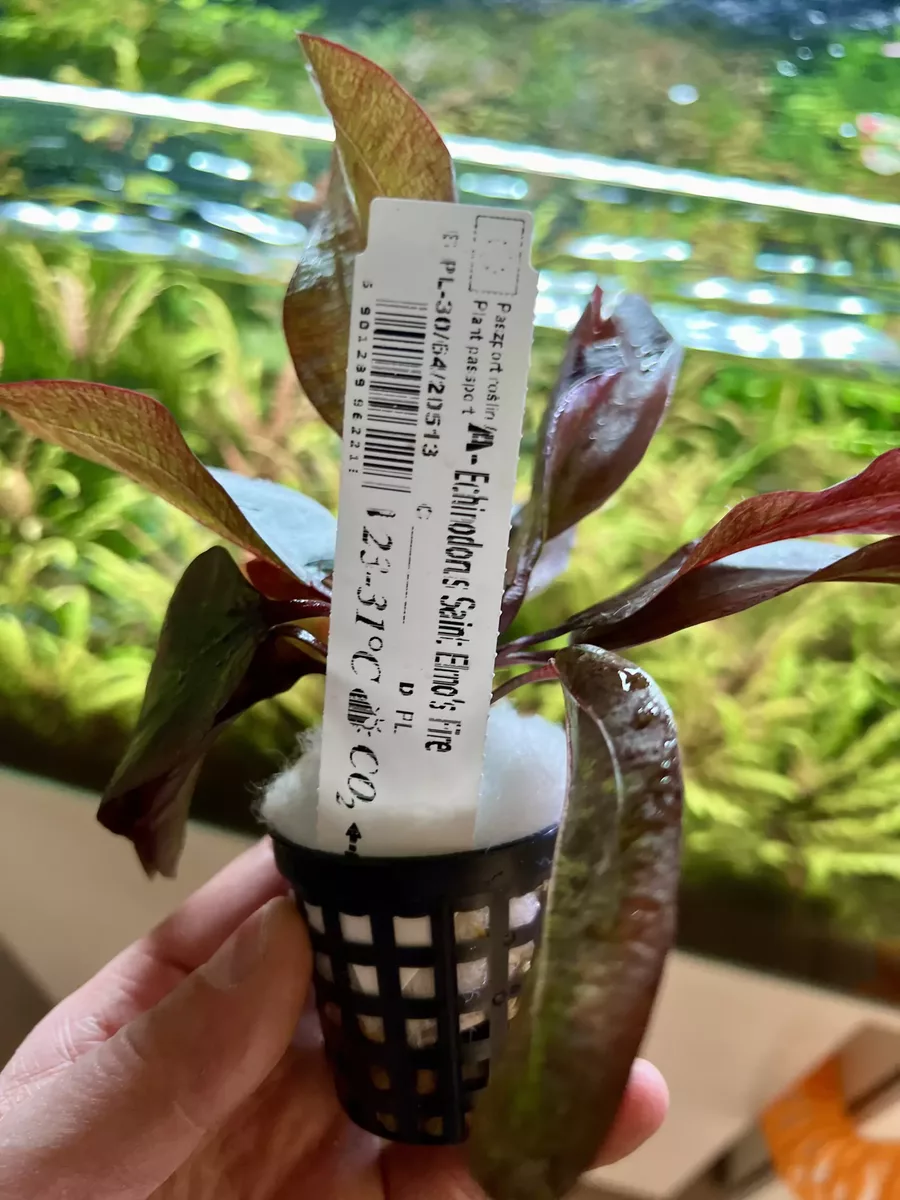 Echinodorus Saint Elmos Fire - ro�lina akwariowa do akwarium (�abienica)