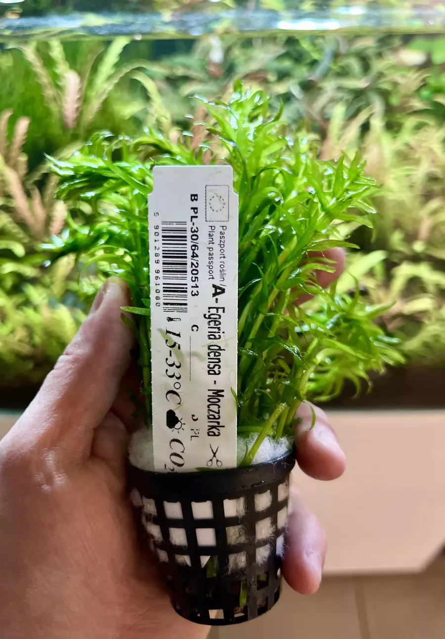 Egeria densa (Moczarka argenty�ska) - ro�lina akwariowa do akwarium