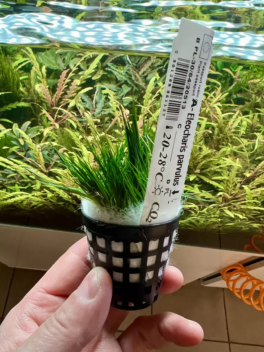 Eleocharis parvulis (Ponik�o male�skie) - ro�lina na trawnik do akwarium (sklep z ro�linami)
