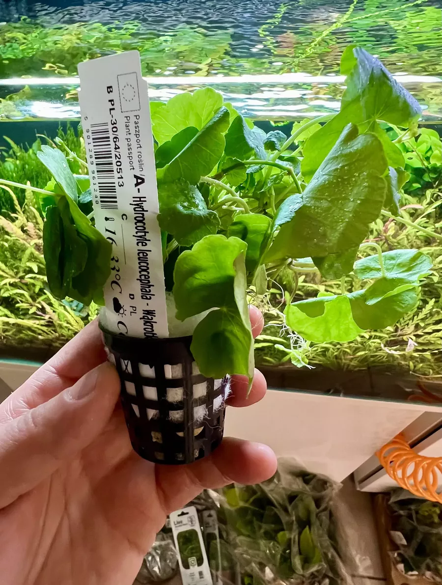 Hydrocotyle leucocephala koszyk XXL w sklepie ro�liny akwariowe