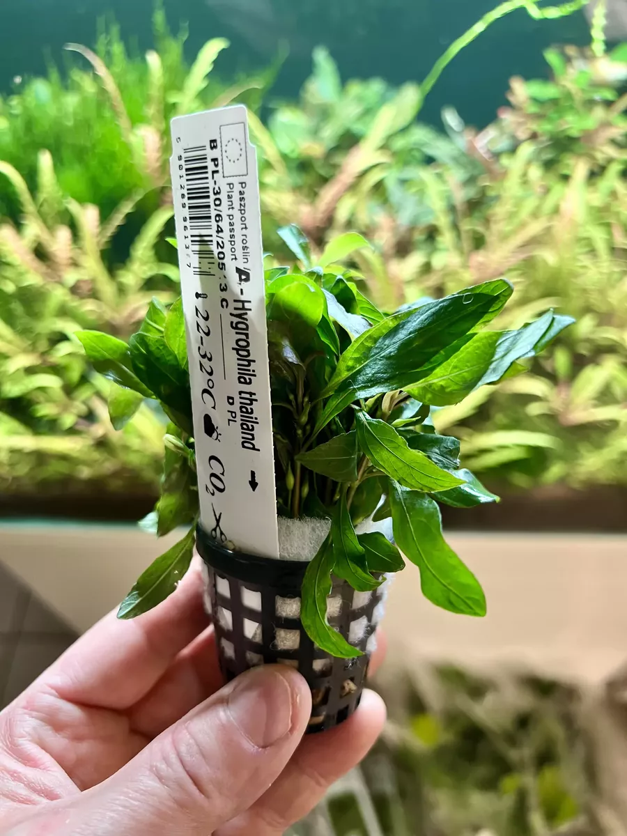 Hygrophila thailand koszyk XXL w sklepie ro�liny akwariowe