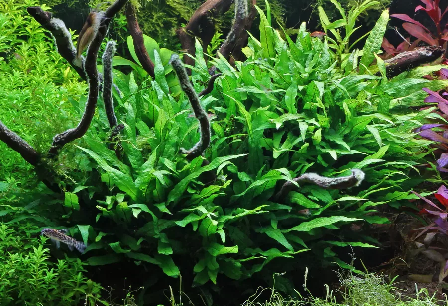 Microsorum minor - sklep akwarystyczny ro�liny akwariowe