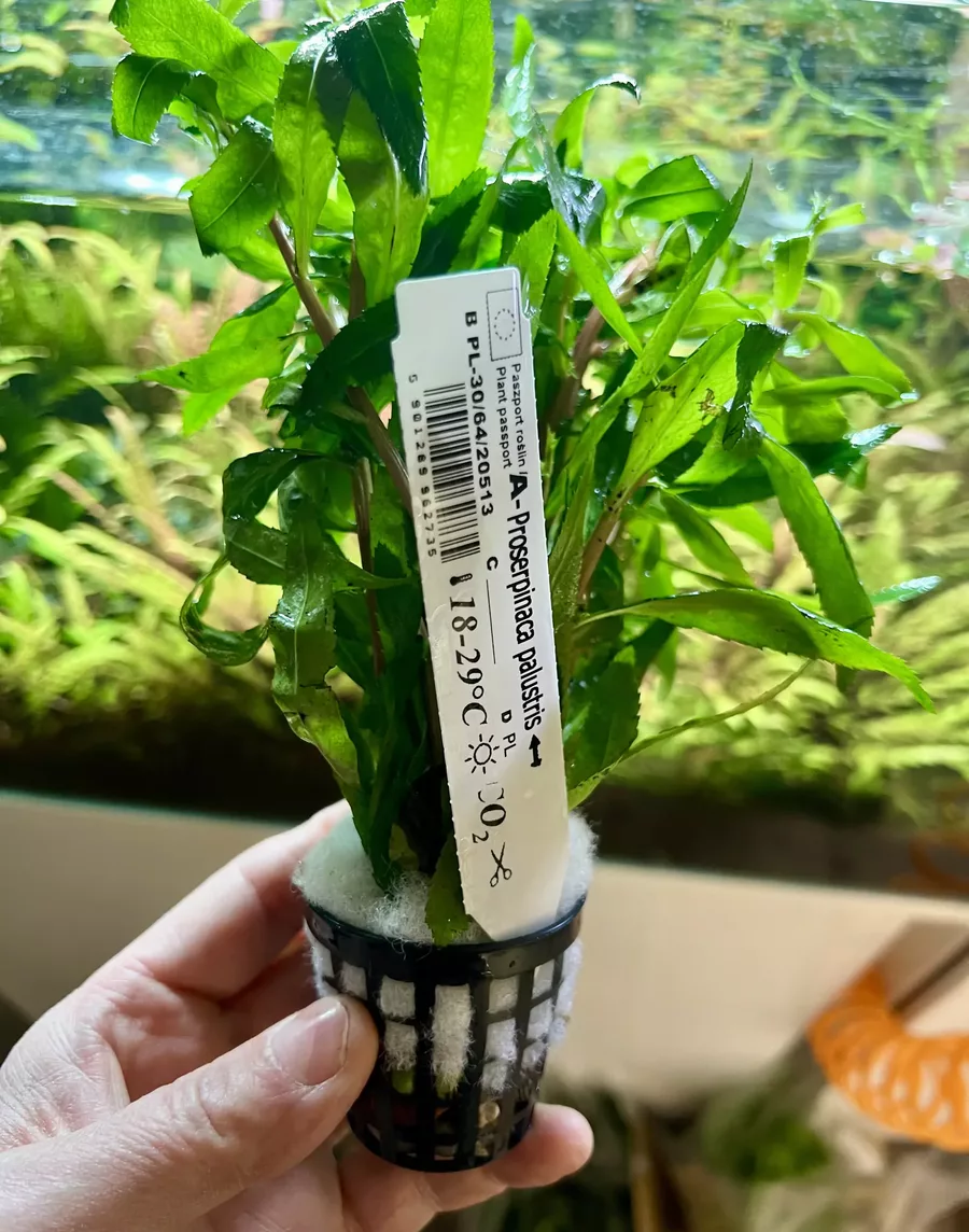 Proserpinaca palustris (Pe�zacz bagienny)