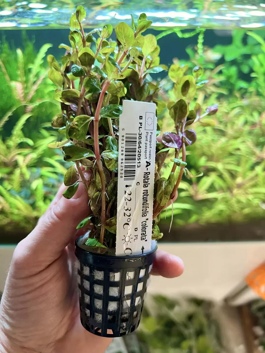 Rotala colorata koszyk XXL w sklepie ro�liny akwariowe