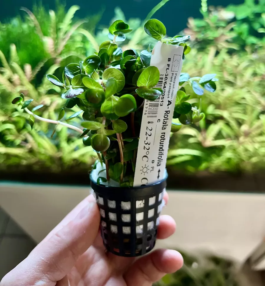 Rotala rotundifolia koszyk XXL w sklepie ro�liny akwariowe