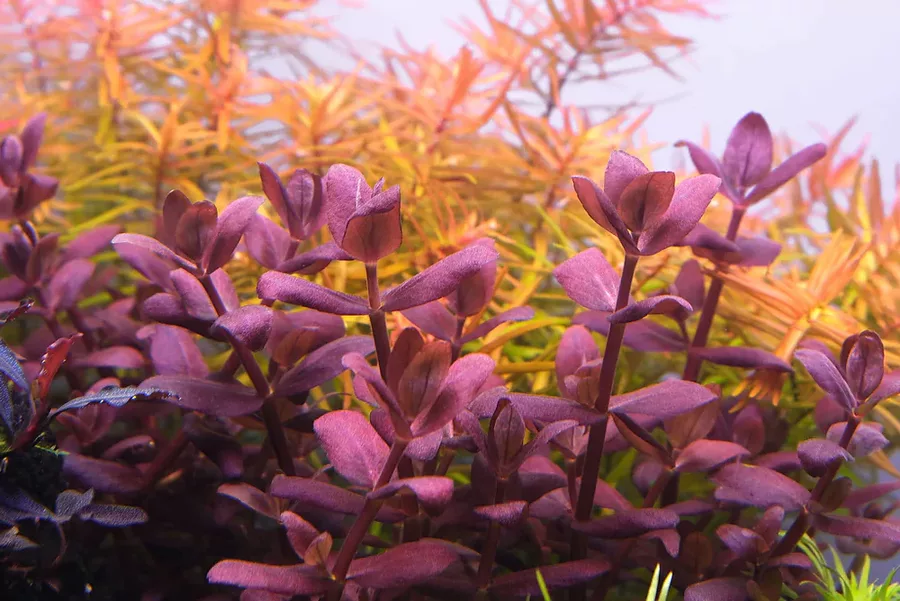Bacopa sazlmanii purple - przyk�ad puszki in-vitro w sklepie ro�liny akwariowe